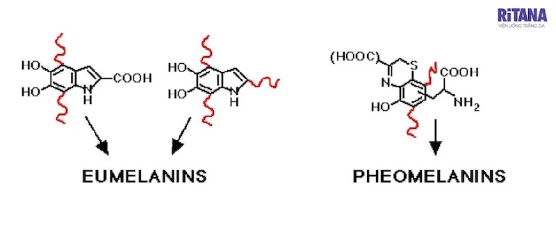 giảm sắc tố melanin