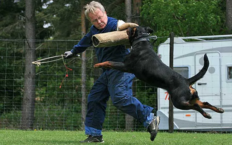 Cách huấn luyện chó rottweiler tại nhà