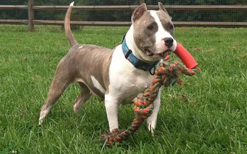 Cách huấn luyện chó pitbull tại nhà