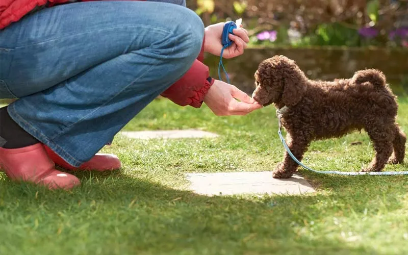 Cách dạy chó poodle tại nhà hiệu quả