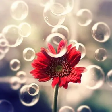 Hình ảnh hoa đẹp làm avatar