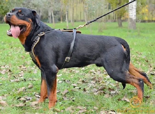 Chó rottweiler trưởng thành nặng bao nhiêu?