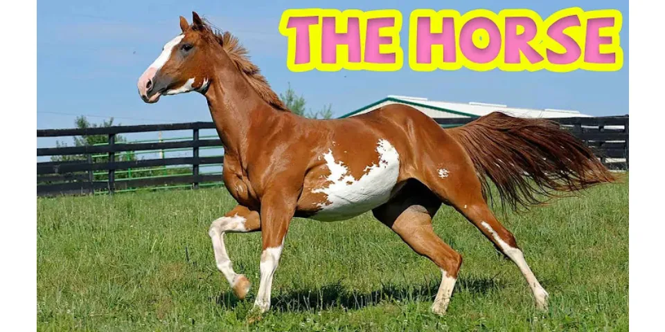 Con ngựa Tiếng Anh đọc là gì - Hỏi - Đáp