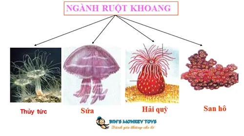 Nêu đặc điểm chung của ngành ruột khoang