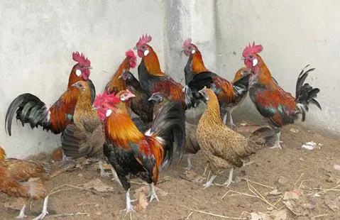 Kỹ thuật nhận dạng gà rừng thuần chủng, mua bán gà rừng giống, trang trại gà rừng giống, ga rung trong