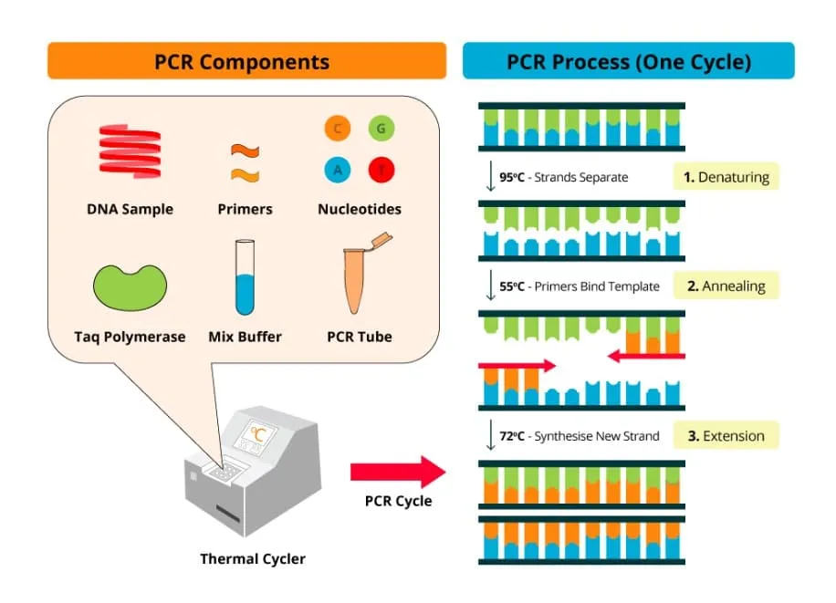 nguyên lý kỹ thuật pcr