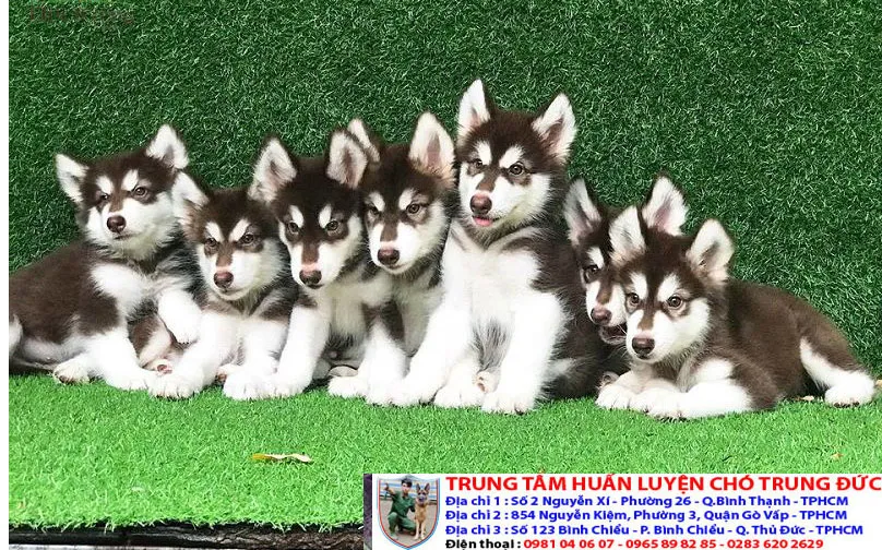 Nhận phân phối giống chó Husky thuần chủng