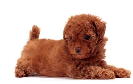 Poodle Tiny