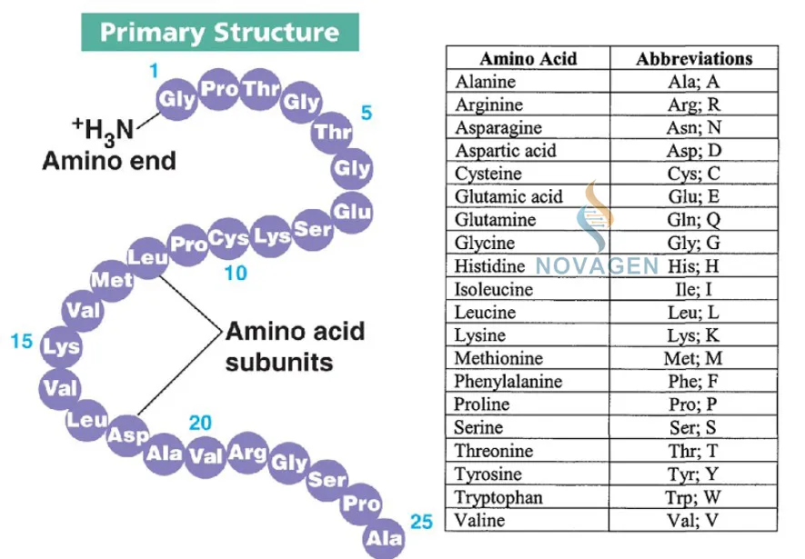 thành phần amino acid