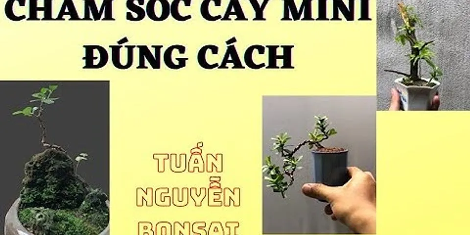 Cách chăm sóc cây bonsai mini