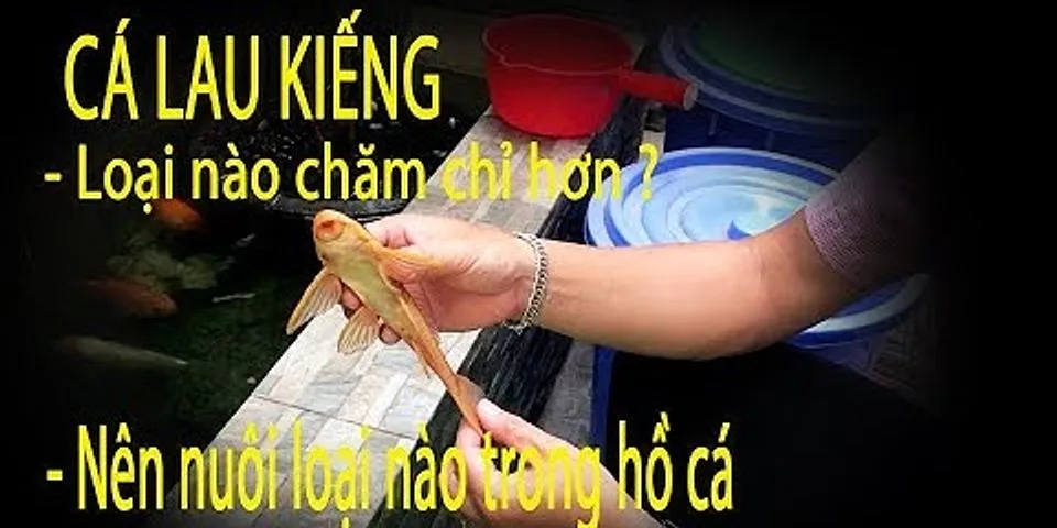 Cách dưới cá lau kính