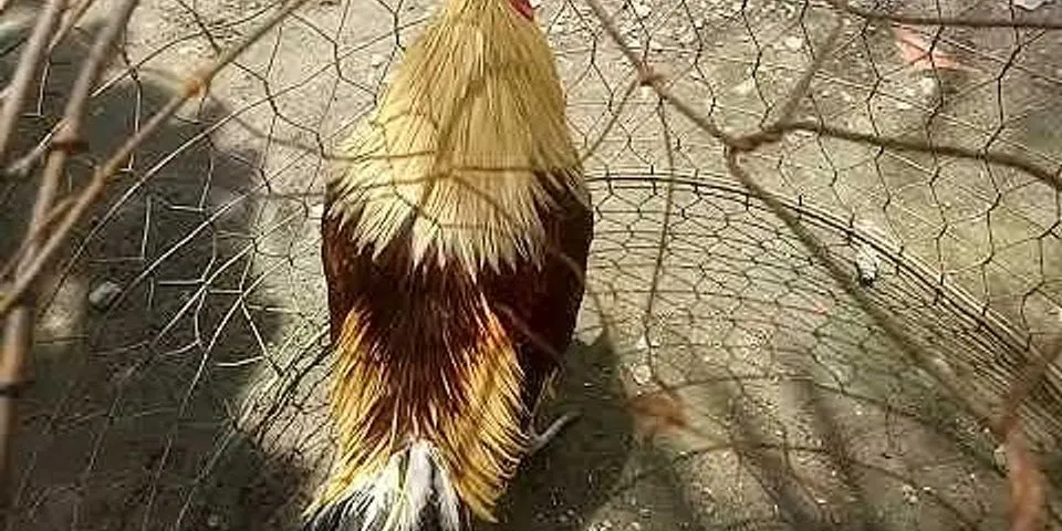 Cách giúp gà tơ mọc lông nhanh