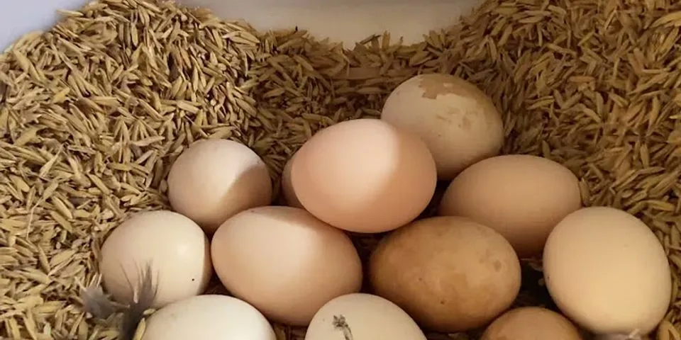 Cách lót ổ cho gà đẻ trứng