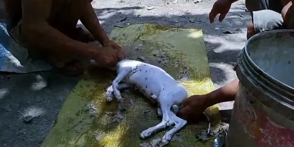 Cách pha nước thịt chó