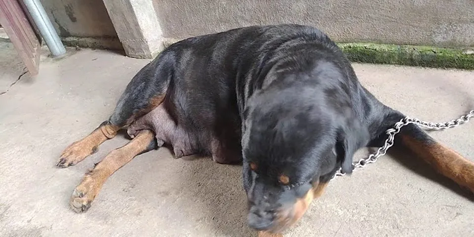 Chó Rottweiler mang thai