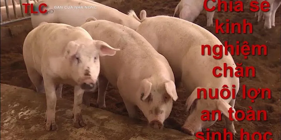Kinh nghiệm chăn nuôi lợn
