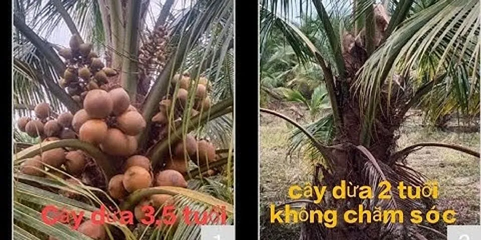 Rễ cây dừa như thế nào