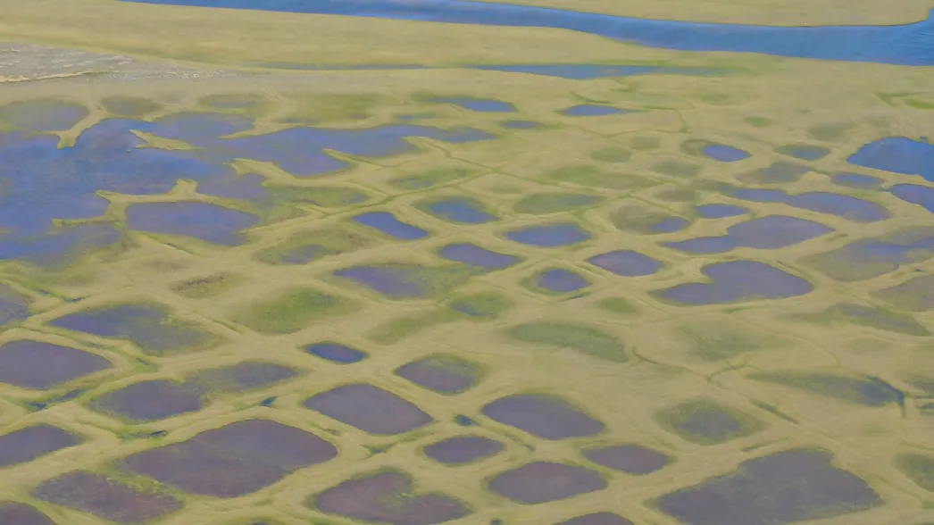 Polygonal lakes created by melting permafrost on Alaska's North Slope