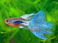 Thông tin và kỹ thuật nuôi cá bảy màu guppy